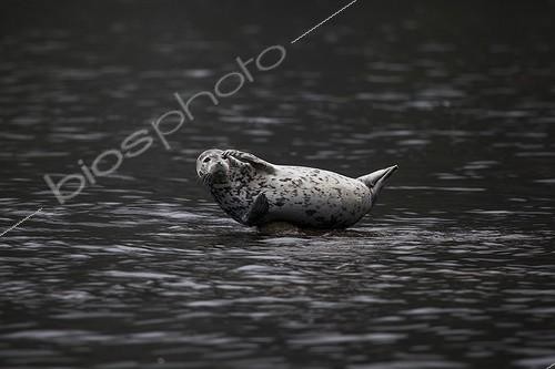 Biosphoto | 2047718 | Larga seal in water - Kamchatka Russia  | &copy; Mike Korostelev / Biosphoto