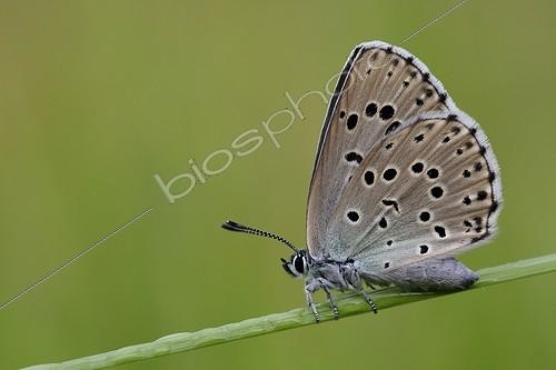 Biosphoto | 2017934 | Large Blueresting on a stem - Aquitaine France ; In a wasteland  | &copy; Bernard Dubreuil / Biosphoto