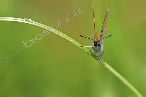 Biosphoto | 953591 | Large copper on grass Bocage bourbonnais France | &copy; Monique Morin / Biosphoto