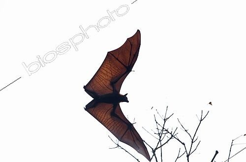 Biosphoto | 2279139 | Large flying Fox (Pteropus vampyrus) in flight, Southern Thailand | &copy; Henry Ausloos / Biosphoto