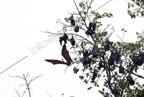 Biosphoto | 2279140 | Large flying Fox (Pteropus vampyrus) in flight, Southern Thailand | &copy; Henry Ausloos / Biosphoto