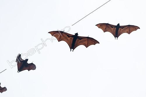 Biosphoto | 2279141 | Large flying Fox (Pteropus vampyrus) in flight, Southern Thailand | &copy; Henry Ausloos / Biosphoto