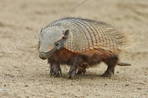 Biosphoto | 2072362 | Large Hairy armadillo (Chaetophractus villosus), standing on tiptoe, Punta Norte, Valdes Peninsula, Argentina | &copy; Ignacio Yufera / Biosphoto