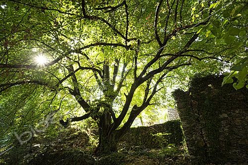 Biosphoto | 2628281 | Large lime tree with ruins at the Hameau de Paillerols, Cévennes, France. | &copy; Philippe Lebeaux / Biosphoto