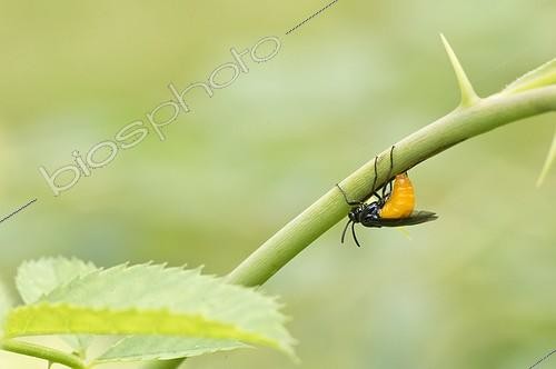 Biosphoto | 2009256 | Large Rose Sawfly laying eggs on Rosae - Denmark | &copy; Steen Drozd Lund / Biosphoto
