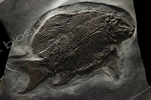 Biosphoto | 2552460 | Large specimen of Paleorhynchus glarisianus from the Alpine Oligocene. 1.30m. Luc Ebbo collection. Paleogalerie, Salignac. Ebbo collection | &copy; Pascal Goetgheluck / Biosphoto