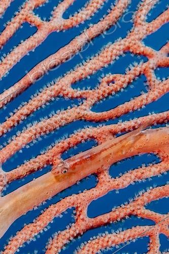 Biosphoto | 1900213 | Large whip goby on Sea Fan Indonesia  | &copy; Fabien Michenet / Biosphoto