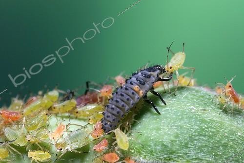 Biosphoto | 130767 | Larva of ladybird feeding of aphids on a Rose tree   ; Towards Orleans.   | &copy; Joël Bricout / Biosphoto