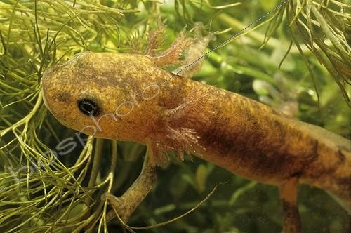 Biosphoto | 165338 | Larva of Speckled salamander eating of the algae France | &copy; Gilles Martin / Biosphoto