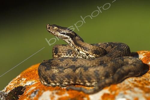 Biosphoto | 2035496 | Lataste's Viper on rock - Aragon Spain | &copy; Óscar Díez Martínez / Biosphoto