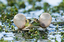 Biosphoto | 2621734 | Laughing Frog (Rana Pelophylax ridibundus), male singer, vocal sacs inflated in a pond, location known as Lac to the north of Massargues, municipality of Orgnac-l'Aven, Ardèche, France. | &copy; Stéphane Vitzthum / Biosphoto