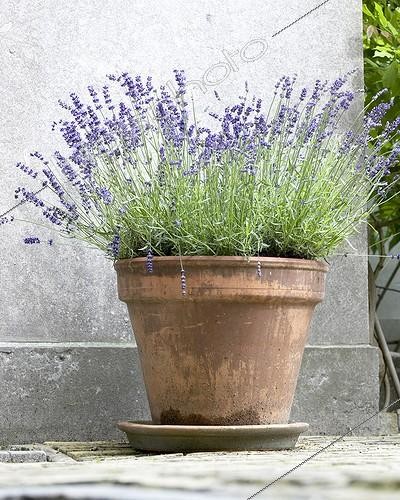 Biosphoto | 413897 | Lavandula angustifolia | &copy; Visions Pictures / Biosphoto
