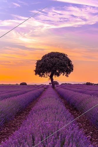 Biosphoto | 2553385 | Lavender field at sunset, Brihuega. Guadalajara, Spain. With a tree in the background | &copy; Unai Huizi / imageBROKER / Biosphoto