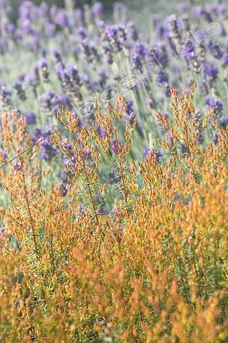 Biosphoto | 2034162 | Lavender in a mediterranean garden | &copy; Marc Chatelain / Biosphoto