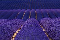 Biosphoto | 2084893 | Lavender (lavandin) fields, Valensole Plateau, Alpes Haute Provence, France, Europe | &copy; Juan-Carlos Muñoz / Biosphoto