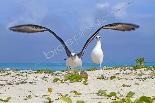 Biosphoto | 1293319 | Laysan Albatross flying away Sand Island | &copy; Sylvain Cordier / Biosphoto