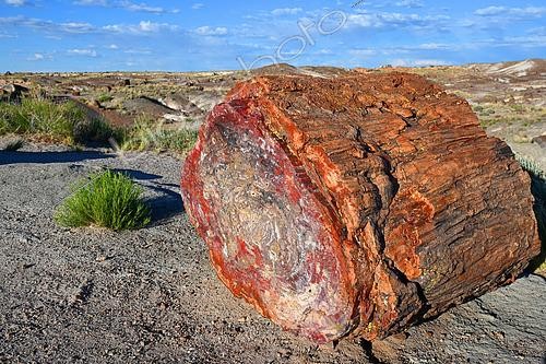 Biosphoto | 2572025 | Le parc national de Petrified Forest abrite des milliers de troncs d'arbres fossilises vieux de 200 millions d’années environ (période du Trias ou Triassique). Arizona. Etats-Unis. | &copy; Antoine Lorgnier / Biosphoto