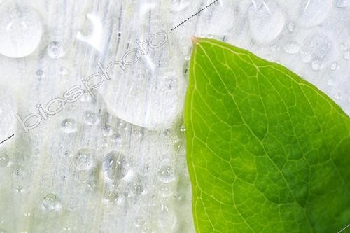 Biosphoto | 2044895 | Leaf and white petal after rain - Alsace France  | &copy; Benoît Personnaz / Biosphoto