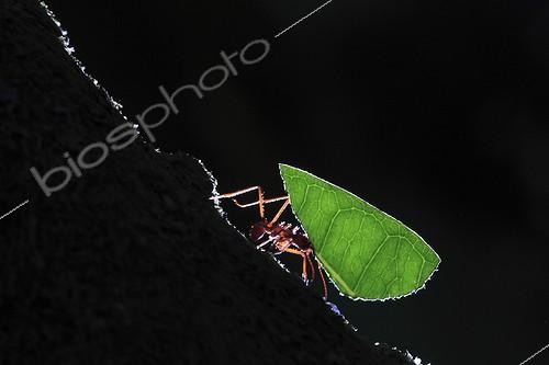 Biosphoto | 1621989 | Leaf cutting-ant carrying a leaf Colombia | &copy; Cyril Ruoso / Biosphoto
