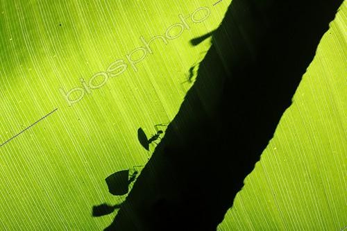 Biosphoto | 1621988 | Leaf cutting-ants on a branch in Colombia | &copy; Cyril Ruoso / Biosphoto