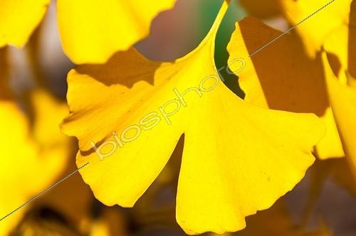 Biosphoto | 2017121 | Leaf of maidenhair tree in a garden in autumn | &copy; Yann Avril / Biosphoto