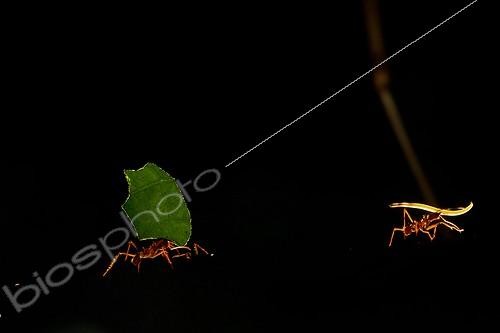 Biosphoto | 1807418 | Leafcutter ant in forest French Guiana  | &copy; Quentin Martinez / Biosphoto