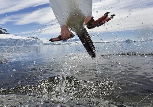 Biosphoto | 2010623 | Leaping Gentoo Penguin | &copy; Paul Souders / Biosphoto
