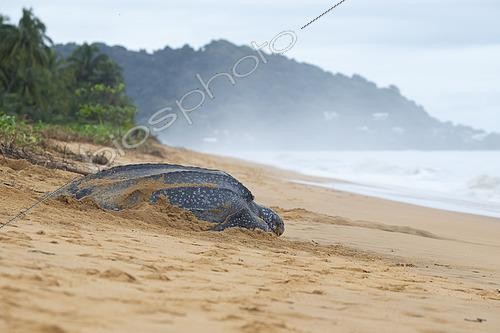 Biosphoto | 2581068 | Leatherback turtle (Dermochelys coriacea) female returning to the sea after laying eggs at sunrise, Remire-Montjoly, French Guiana | &copy; Nicolas Defaux / Biosphoto