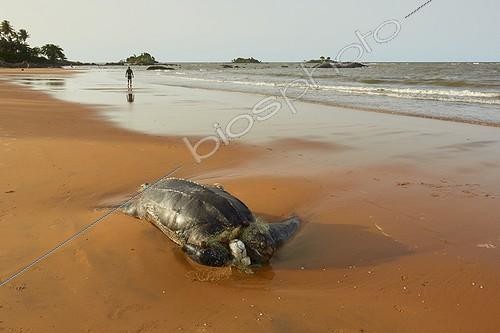 Biosphoto | 2017178 | Leatherback turtle killed by fishing net - French Guiana | &copy; Quentin Martinez / Biosphoto