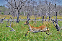 Biosphoto | 2623070 | Lechwe (Kobus leche) young male jumping. Botswana. | &copy; Michel Bureau / Biosphoto