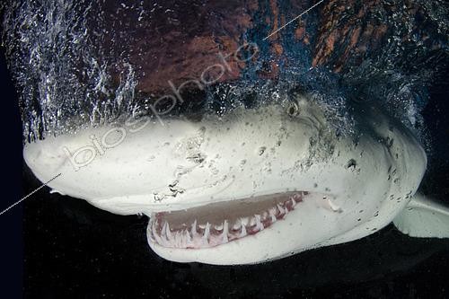 Biosphoto | 2453286 | Lemon Sharks, Negaprion brevirostris, at Fish Tales near Tiger Beach, Grand Bahama Bank, Caribbean Sea, Atlantic Ocean. | &copy; Andy Murch / Biosphoto
