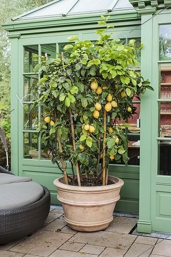 Biosphoto | 2046431 | Lemon tree in pot on a garden terrace ; Creation Manfred Siegwarth. | &copy; Jean-Michel Groult / Biosphoto