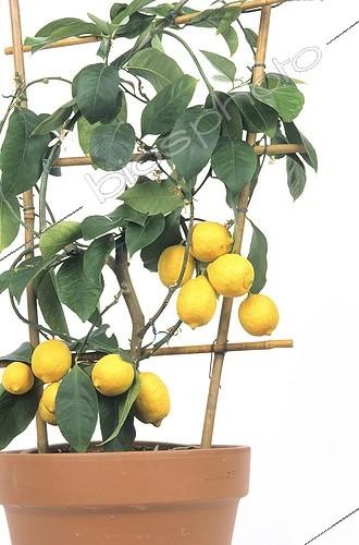 Biosphoto | 71403 | Lemon tree out of pot  | &copy; Claudius Thiriet / Biosphoto