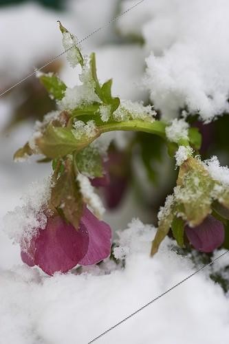 Biosphoto | 1264945 | Lenten rose in bloom under snow in a garden | &copy; Jean-Michel Groult / Biosphoto