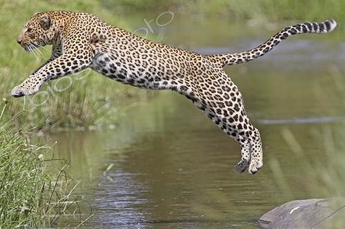 Biosphoto | 1427748 | Leopard jumping over a river in Masai Mara Kenya | &copy; Brigitte Marcon / Biosphoto