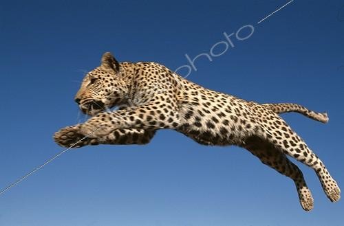 Biosphoto | 5171 | Leopard jumping Rehabilitation Farm | &copy; Theo Allofs / Biosphoto