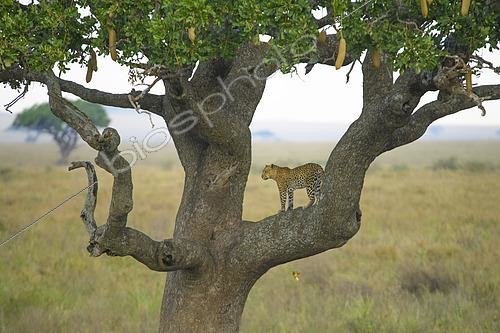 Biosphoto | 2603022 | Leopard (Panthera pardus) standing on a sausage tree looking to the horizon for prey in the Serengeti, Tanzania | &copy; Clément Fontaine / Biosphoto