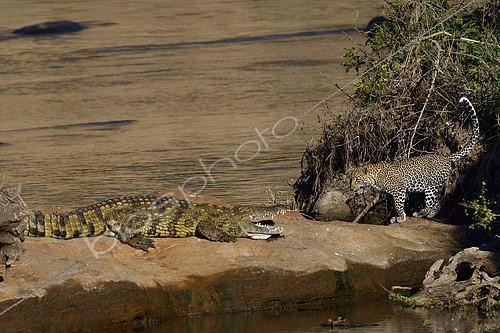 Biosphoto | 2101828 | Leopard (Panthera pardus) young female exploring its territory and meeting a Crocodile of the Nile (Crocodylus niloticus) on the Mara riverbank, Masai Mara, Kenya | &copy; Patrick Kientz / Biosphoto