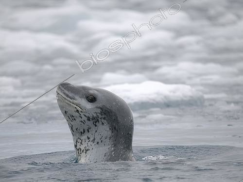 Biosphoto | 2561274 | Leopard Seal (Hydrurga leptonyx) in Cierva Cove, Antarctic Peninsula, Antarctica, January | &copy; Martin Zwick / Biosphoto