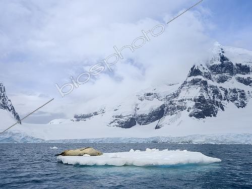 Biosphoto | 2561275 | Leopard Seal (Hydrurga leptonyx) on ice floe in Port Lockroy at Wiencke-Island. Antarctica, February | &copy; Martin Zwick / Biosphoto