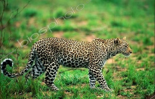 Biosphoto | 130997 | Leopard stalking prey MalaMala Game Reserve South Africa | &copy; Roger de La Harpe / Biosphoto
