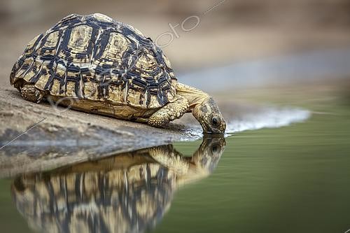 Biosphoto | 2609596 | Leopard tortoise (Stigmochelys pardalis) drinking in waterhole with reflection in Greater Kruger national park, South Africa | &copy; Patrice Correia / Biosphoto