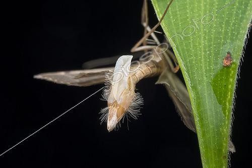 Biosphoto | 2435351 | Lepidoptera ; moth releasing pheromones ; moth releasing pheromones ; Singapore | &copy; Melvyn Yeo / Biosphoto