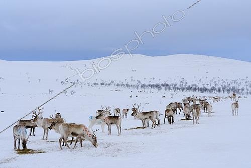 Biosphoto | 2613939 | Les Samis nourrissent leurs troupeaux à la fin de l'hiver, qui vivent à l'état sauvage dans les montagnes. Les rennes (Rangifer tarandus) se trouvent dans la zone sauvage strictement protégée de Paistunturi (Paistunturin erämaa) près d'Utsjoki. Europe, Finlande, Laponie. | &copy; Martin Zwick / Biosphoto