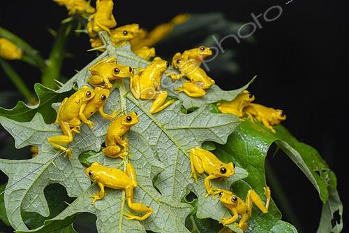 Biosphoto | 2564754 | Lesser Treefrog (Dendropsophus minutus) Explosive breeding, French Guiana | &copy; Vincent Premel / Biosphoto