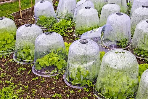 Biosphoto | 2582386 | Lettuce plants under plastic cloche, Arche de la nature, Jardin pédagogique, Le Mans Métropole, Sarthe, France | &copy; Michel Gile / Biosphoto