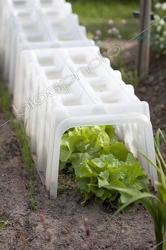Biosphoto | 2047785 | Lettuces under a hard plastic tunnel in a garden | &copy; Jean-Michel Groult / Biosphoto