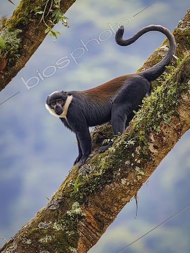 Biosphoto | 2608591 | L´Hoest's Monkey (Allochrocebus lhoesti), adult male, Bwindi Impenetrable Forest, Uganda | &copy; Ignacio Yufera / Biosphoto