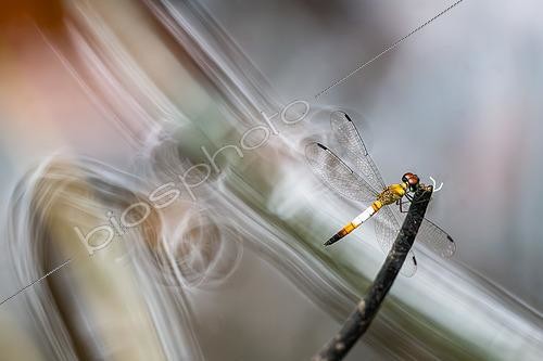 Biosphoto | 2613966 | Libellule (Brachygonia oculata) mâle sur une brindille en bordure de Kinatabatagan River, Sabah, Bornéo, Malaisie | &copy; Stéphane Vitzthum / Biosphoto