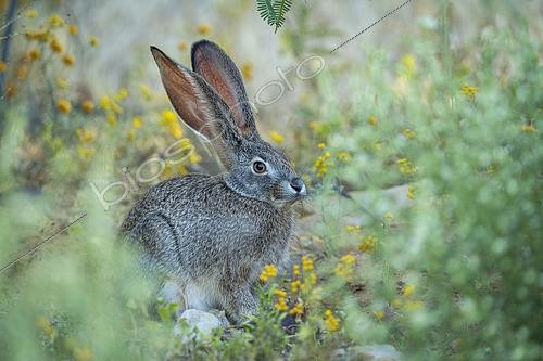 Biosphoto | 2615285 | Lièvre des buissons (Lepus saxatilis) dans une végétation dense près du village historique de Wupperthal, dans les montagnes Cederberg, Cap-Occidental, Afrique du Sud. | &copy; Roger de La Harpe / Biosphoto